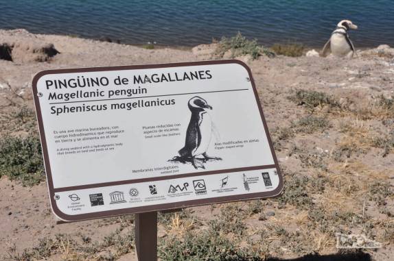 Pinguim de Magalhães, a expécie mais comum na Península Valdés, no litoral da  patagônia argentina